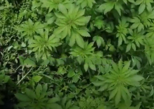 image-1621498889-9ed0c8a6-e658-3de4-b597-42a4d9e2250e_850-1