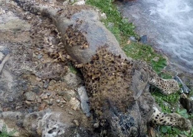 image-1622092862-6ff8967c-fe02-35b7-8f6c-7015c92101a3_850