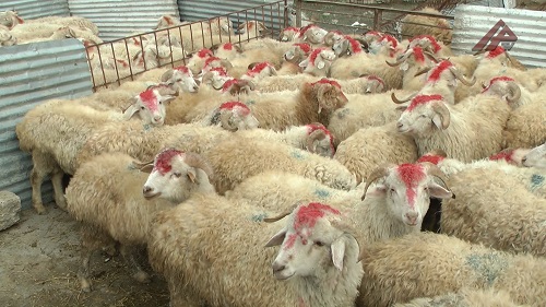 image-qurbanliq-qoyunn