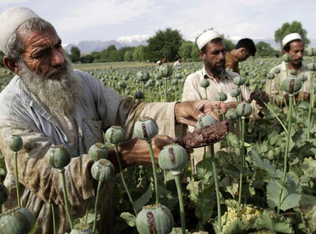 image-efqanistan-narko