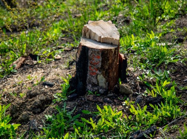 image-01860fa6-4380-3ddf-8fa7-8e64d2381c6a_850