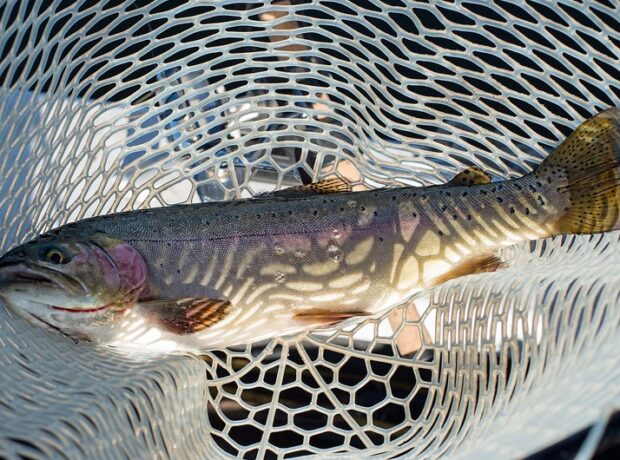 image-4f2ccccb-6367-31f0-ab0f-58c5334c2f6f_850