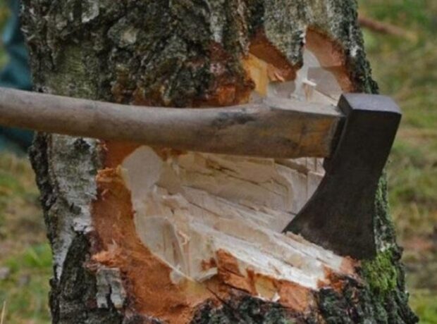 image-1647855008-16432879633158335389_1000x669