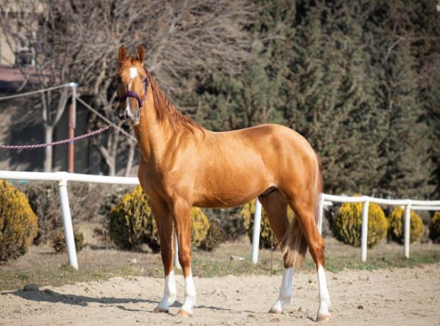 image-1649145477-87fae3cf-1929-39d5-9688-2dd33529ea98