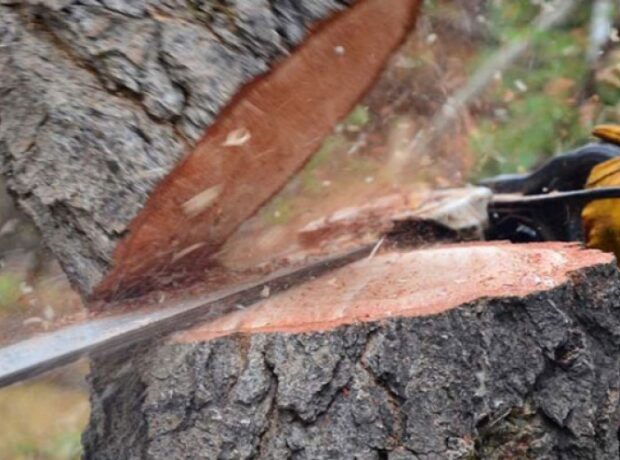 image-1649665201-a316bb7998a94e9b2b340bf84fdca990