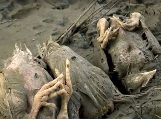 image-1651042355-fotojet-2