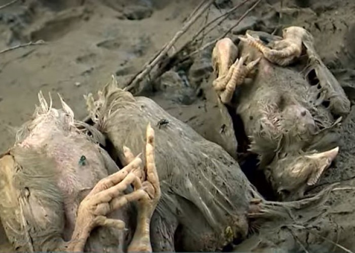 image-1651042355-fotojet-2