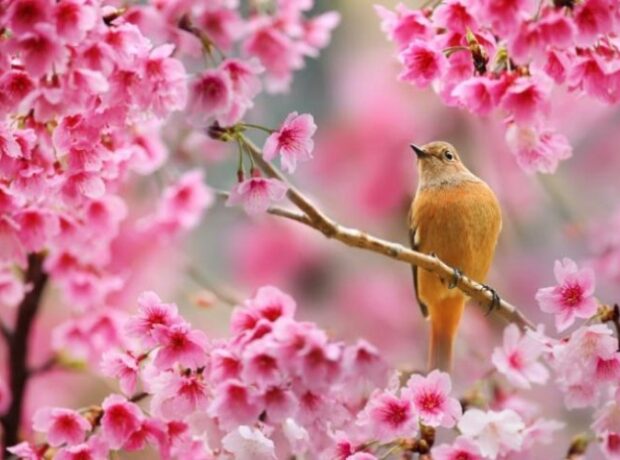 image-1651222556-1648458294_hava