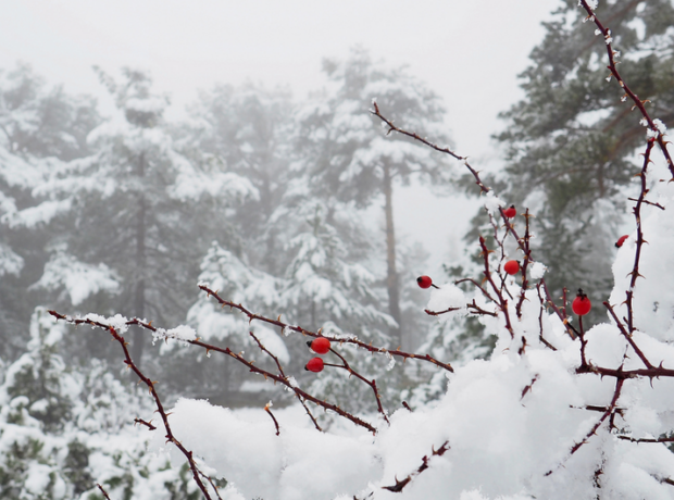 image-88dc4285-03c9-3910-a2ed-d44a2944c86d_850