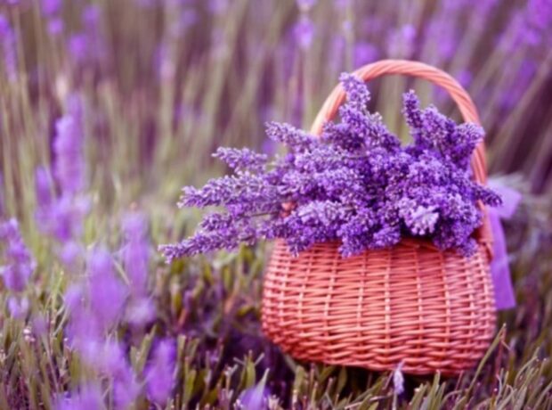 image-1652431320-228458_5n6x3ssxj9