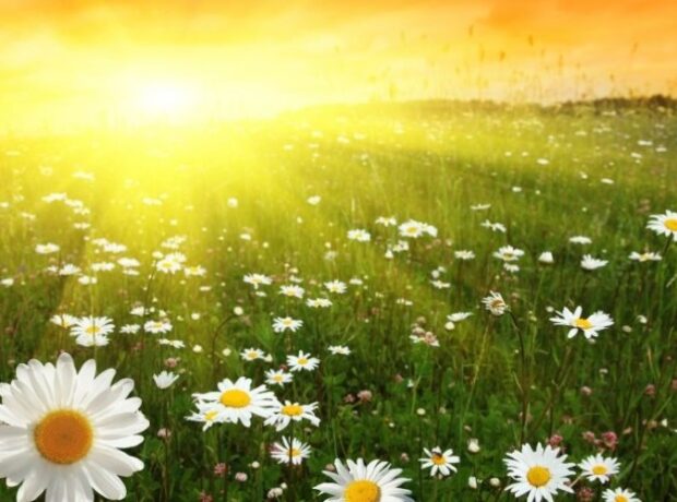 image-1653899698-hava1