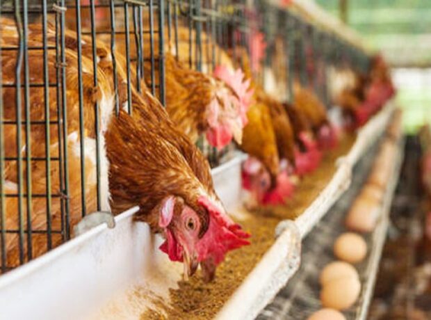 image-1654165362-6273b6907fed26273b6907fed316517505446273b6907fecf6273b6907fed1