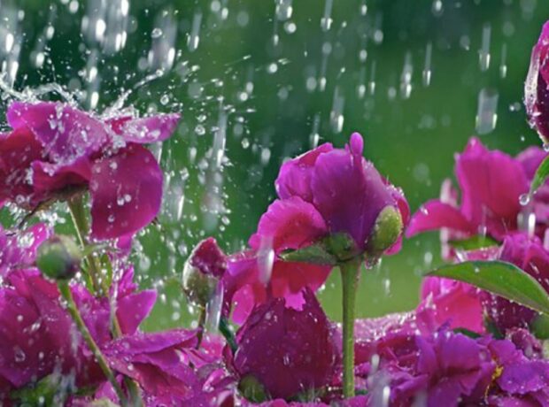 image-1656491071-61ec0a73badc469b889830db733911e7