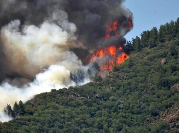 image-1655975954-marmaris-te-orman-yangini-892586-5
