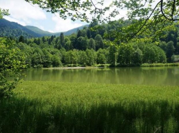 image-1658394686-orman-aa-1526716_2