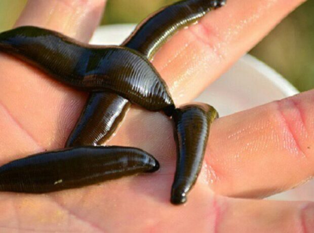 image-1659426509-5680132492220eb64f146a075297jpeg-1623530191