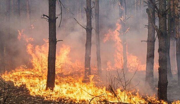 image-1661145578_meshe-6513290512