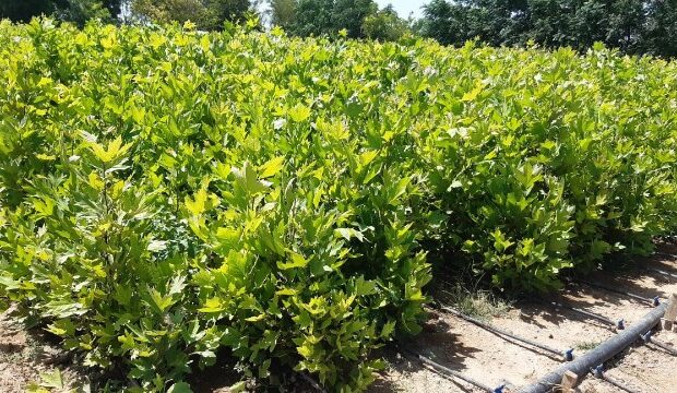 image-1662186077_6312e3642206c6312e3642206d16621822436312e3642206a6312e3642206b