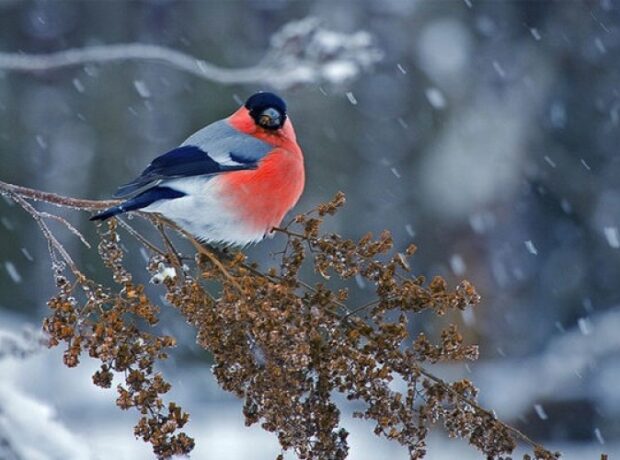 image-1666945775-qar