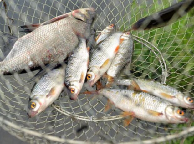 image-1669096296-baliq_008