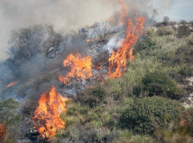 image-1649082162-1566823280_mese