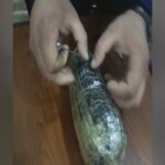 image-1679291207-6417eebaacafa6417eebaacafb16792900426417eebaacaf76417eebaacaf8