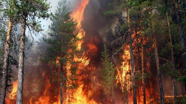 image-1687777833_fire_forest_060807