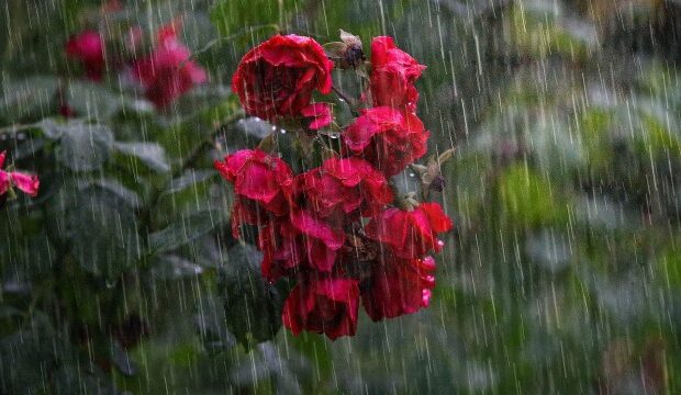 image-1689152895_heavy-rain-4864257_1280