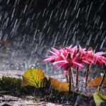 image-c4c8a1fb1fc20ec8b165fd67a382a01a